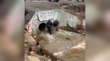 Watch: Firefighters rescue stranded dog from drainage grate as heavy rain elevates California water levels