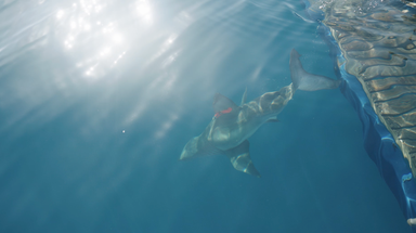 'Penny' the young white shark pings in Gulf for first time in 2026