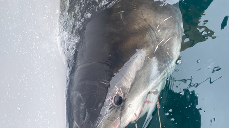 10-Foot white shark pings 'tight to the beach' off North Carolina coast just ahead of spring break