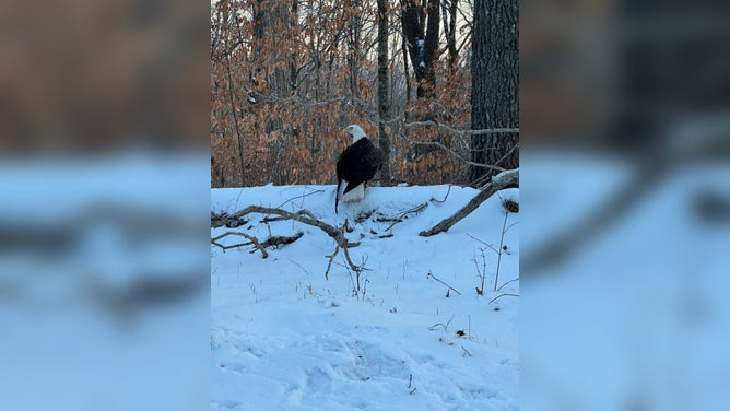 The injured bald eagle sits on a snowy embankment in Lake Cumberland State Resort Park in Kentucky.
