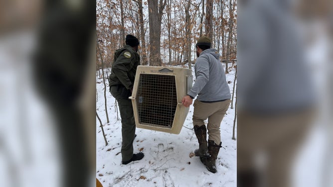 A team carries the injured eagle in a cage to be evaluated.