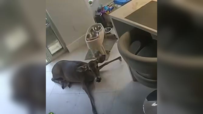 A distressed deer immediately slips when officers approach.