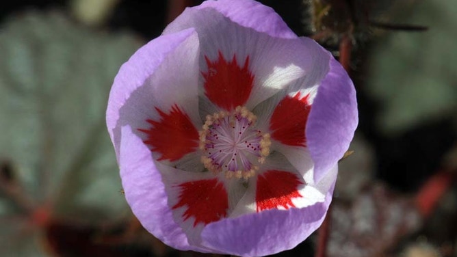 Rare superbloom to lead to vibrant colors in hottest place on