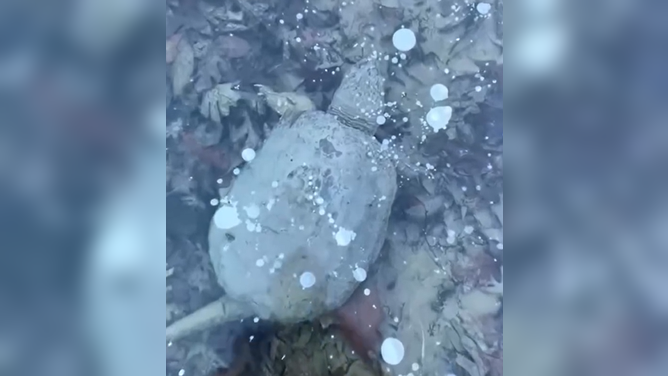 A snapping turtle lays in brumation under frozen waters.