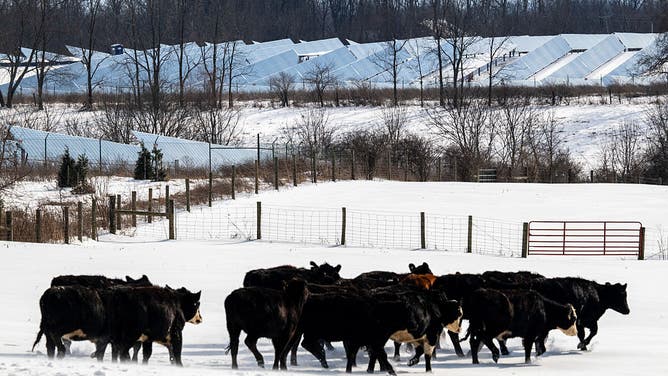 FILE - A solar farm behind cows in a pasture during a winter storm in Cynthiana, Kentucky, US, on Monday, Jan. 26, 2026.