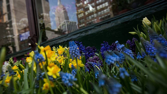 FILE - Plants are displayed for sale in Manhattan's flower district in New York, U.S., on Thursday, March 24, 2016.