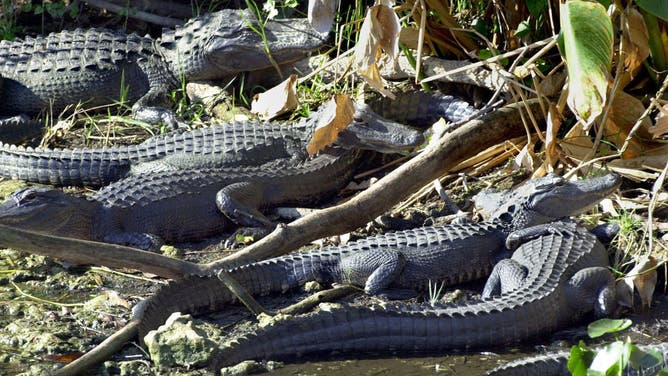 FILE - Alligators crowd into drying water March 1, 2001 in Everglades National Park at Shark Valley because of drought. 