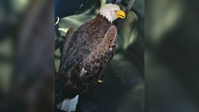 Bradenton Police Officers pick up an injured bald eagle in their patrol car.