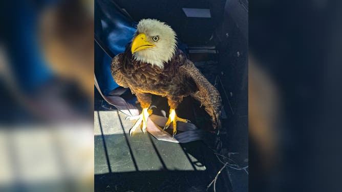 An injured bald eagle looks up at his rescuers as Bradenton Police Officers wait for wildlife experts to arrive.