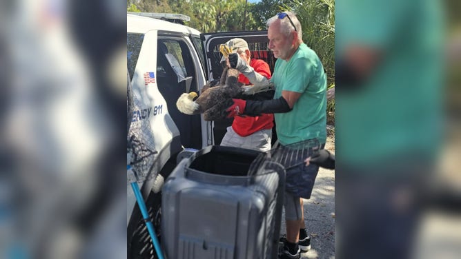 Experts from the Wildlife, Inc. Education & Rehabilitation Center carefully handle an injured bald eagle.