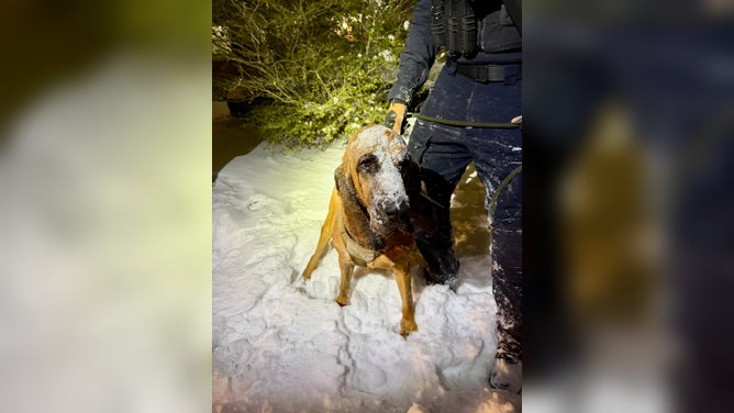 K-9 officer Bo was able to track down and find the 13-year-old boy who has special needs and left his home without warm clothing, the Gastonia Police Department said.