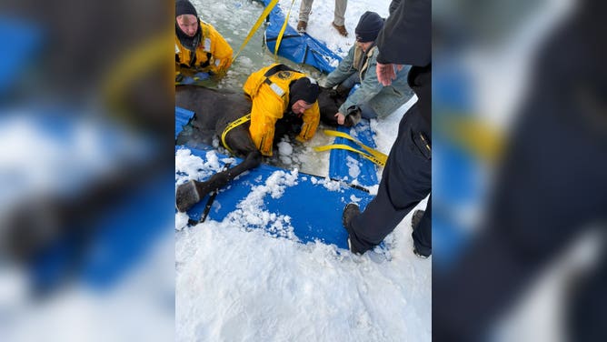 Firefighters from Monroe Township in Clermont County in Southwest Ohio rescued a horse that had fallen into an iced-over pool.