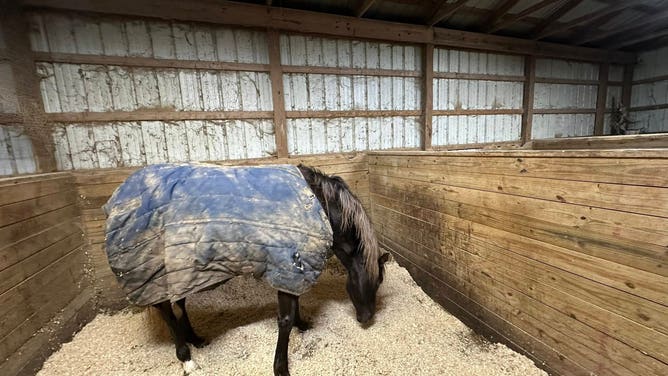 Firefighters from Monroe Township in Clermont County in Southwest Ohio rescued a horse that had fallen into an iced-over pool.