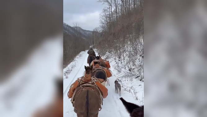 A pack of mules helps deliver essential supplies to communities hit hard by snow in North Carolina on Monday (Feb. 1, 2026).