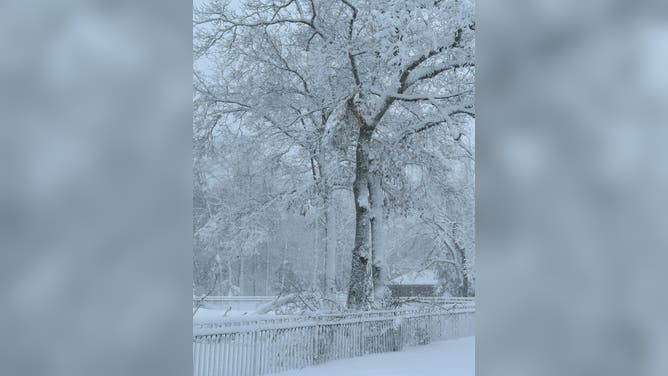 Strong winds and heavy snow break tree branches in Forked River, NJ, Feb. 23, 2026