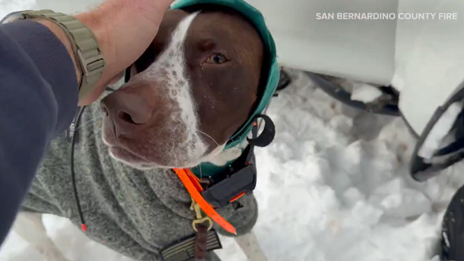 San Bernardino County Fire Department used a specialized heavy rescue vehicle known as a snowcat to save a camper and his dog who were stranded in the San Bernardino Mountains, which have received more than 4 feet of snow since Sunday.