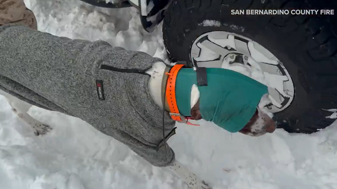 San Bernardino County Fire Department used a specialized heavy rescue vehicle known as a snowcat to save a camper and his dog who were stranded in the San Bernardino Mountains, which have received more than 4 feet of snow since Sunday.