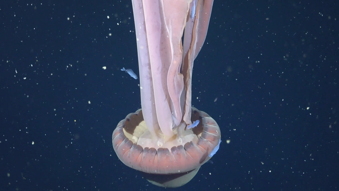 The giant phantom jelly is rare.