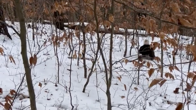 Lake Cumberland State Resort Park employees carefully approach the injured eagle.