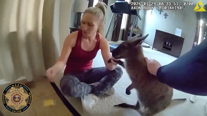 One of the deputies pets the wallaby.