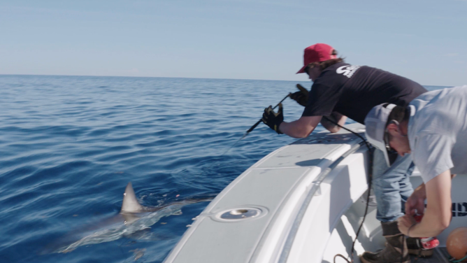 OCEARCH catching Penny the white shark in April 2023 off the coast of North Carolina.