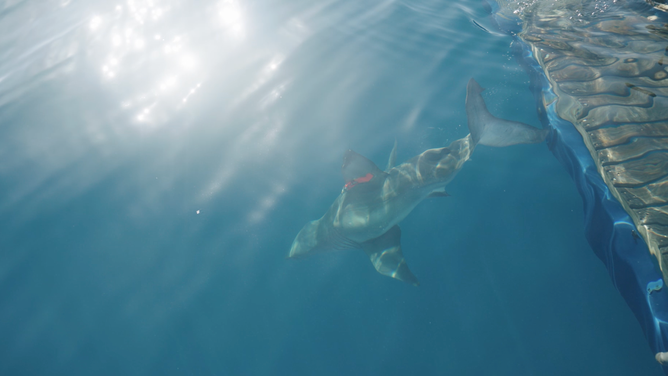 A newly tagged Penny is released back into the ocean by OCEARCH in April 2023.