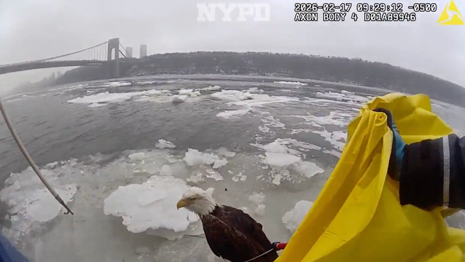 The officers used a blanket to pull the eagle onto their boat.