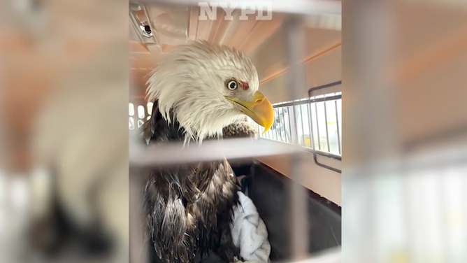 The injured eagle in its carrier after being saved.