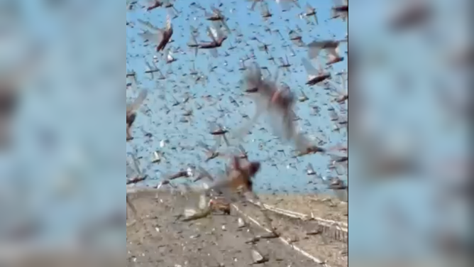 Massive swarm locusts engulf drivers on a Sahara Desert highway Feb. 24. 