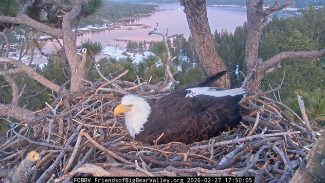 Jackie sitting on her nest on Feb. 27, prior to laying her second egg.