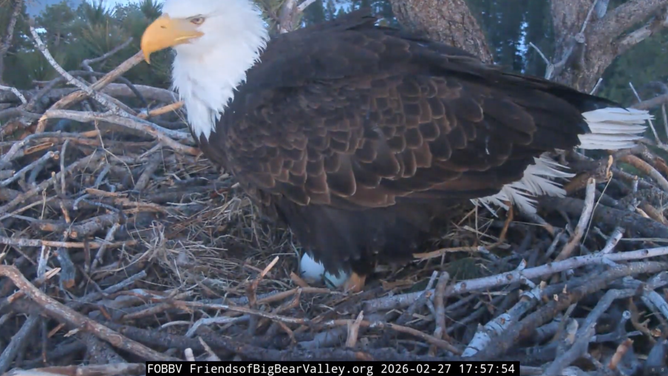 Jackie stands over her two eggs.
