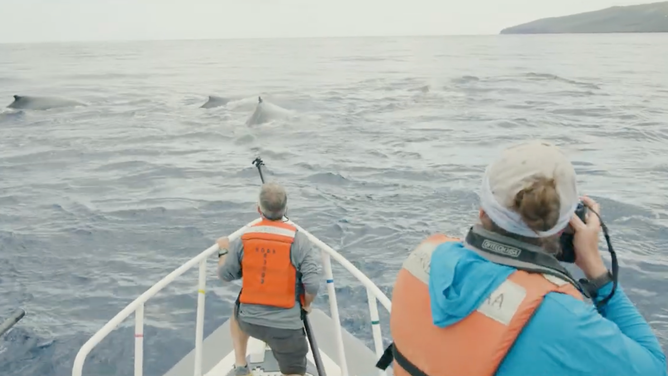 The team readies to free an entangled whale.