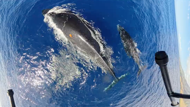 A tracker dropped by the team sticks to the back of the whale.