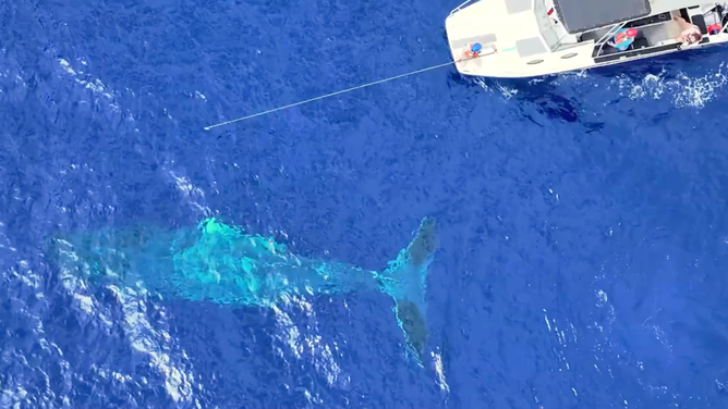 The team uses a pole to free a whale from the entanglement.