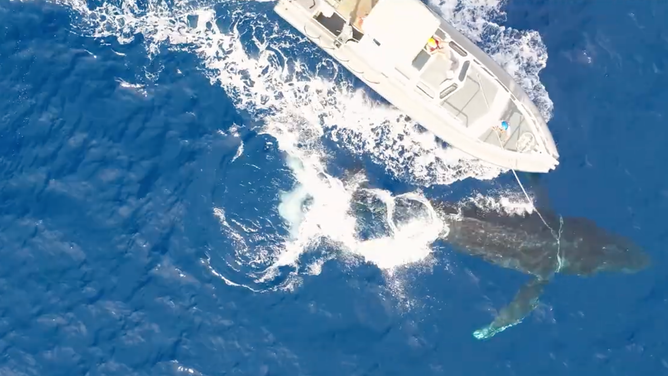 During a mission to release a whale from the gear.