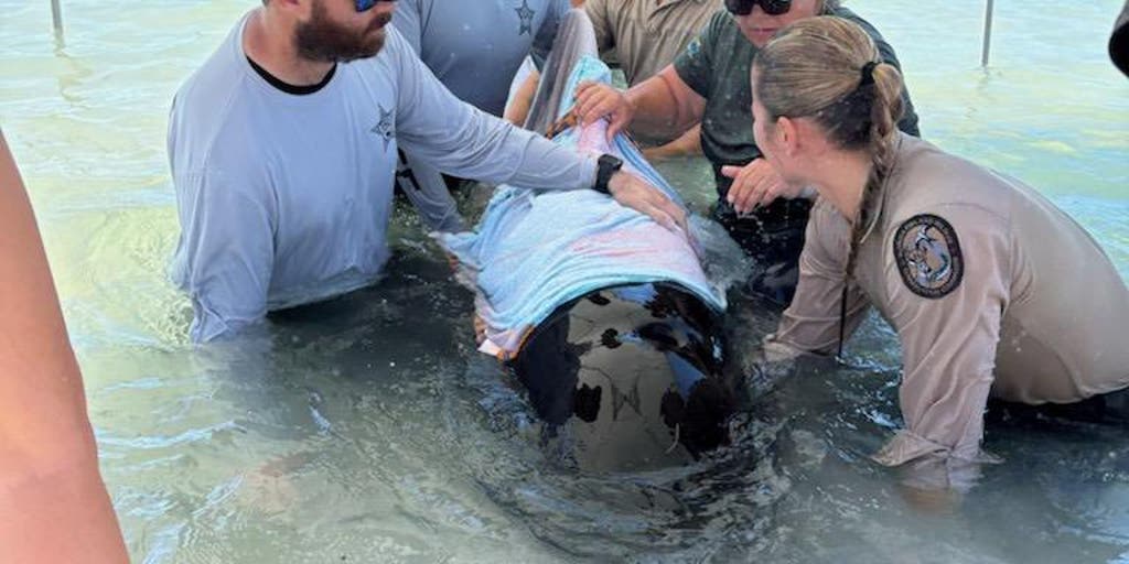 Young whale stranded on the beach in Florida is euthanized