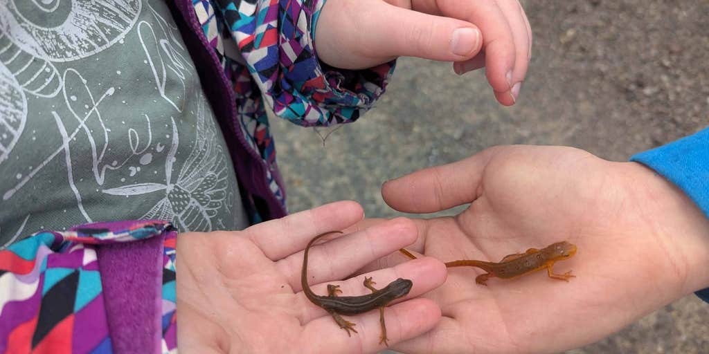 New York officials warn residents as salamanders, frogs begin annual spring migration as temperatures climb