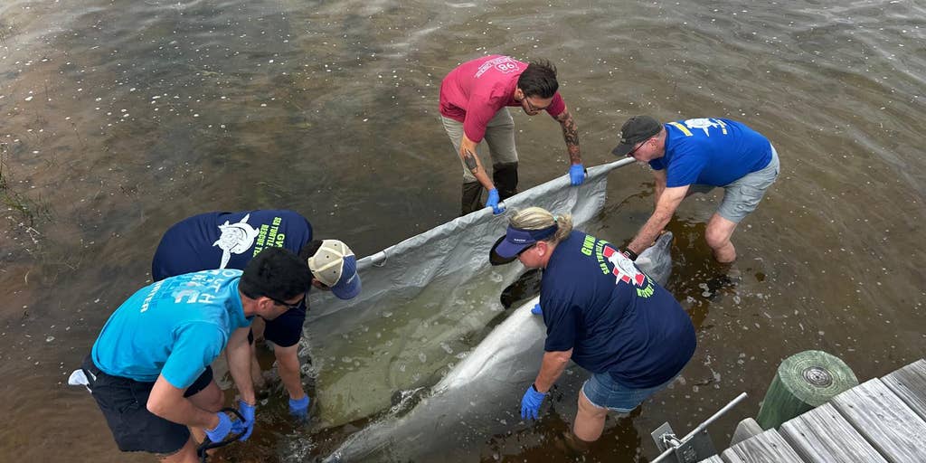 Dozens of dead dolphins wash up in Florida with 22 found in March