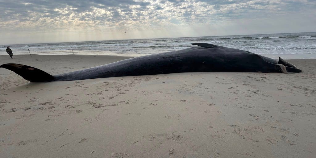 Large whale found dead after washing ashore on New York City beach