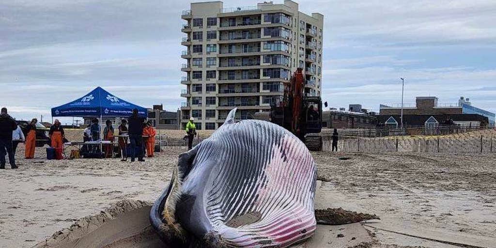 Suspected cause of death revealed for large whale found dead on New York City beach