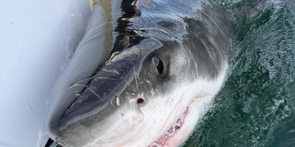 Great white shark Bella pings off Louisiana coast in possible 'new shark hotspot'