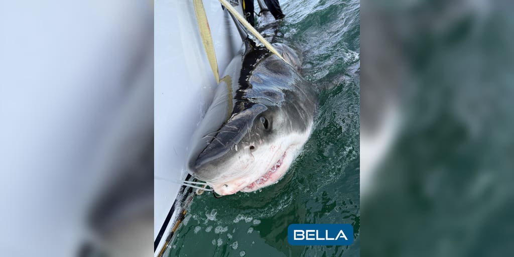 New shark hotspot? Great white shark Bella pings off Louisiana coast ...