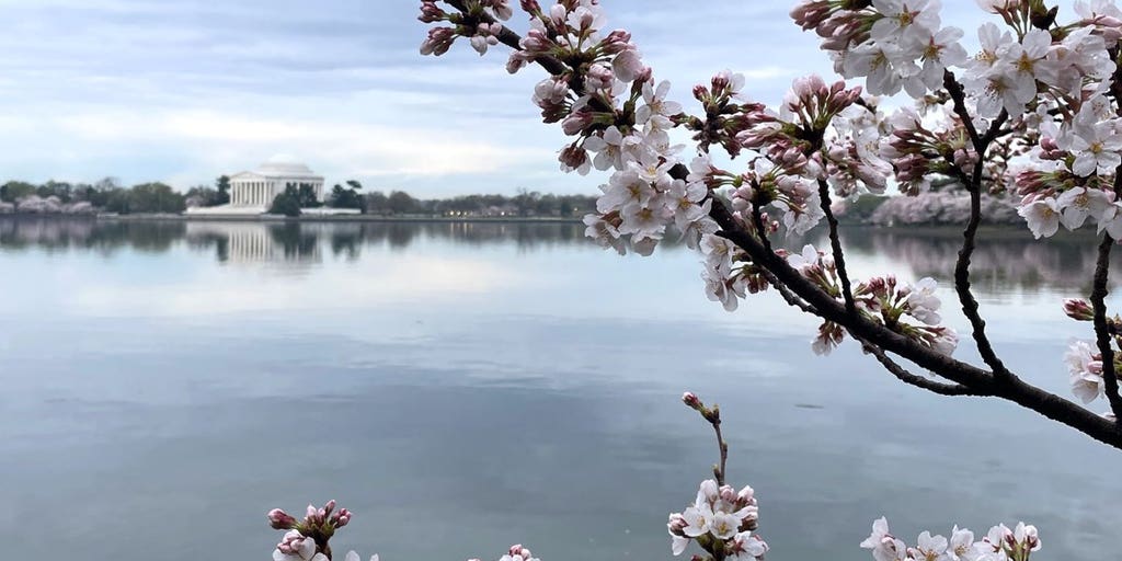 Peak bloom of iconic cherry blossom trees is happening sooner than expected due to warm weather