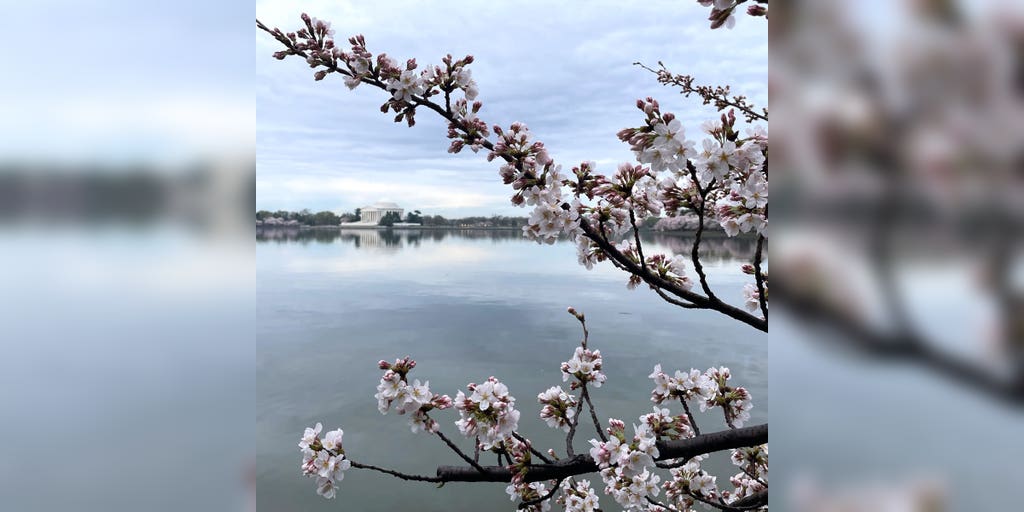 Peak bloom of iconic cherry blossom trees is happening sooner than expected due to warm weather