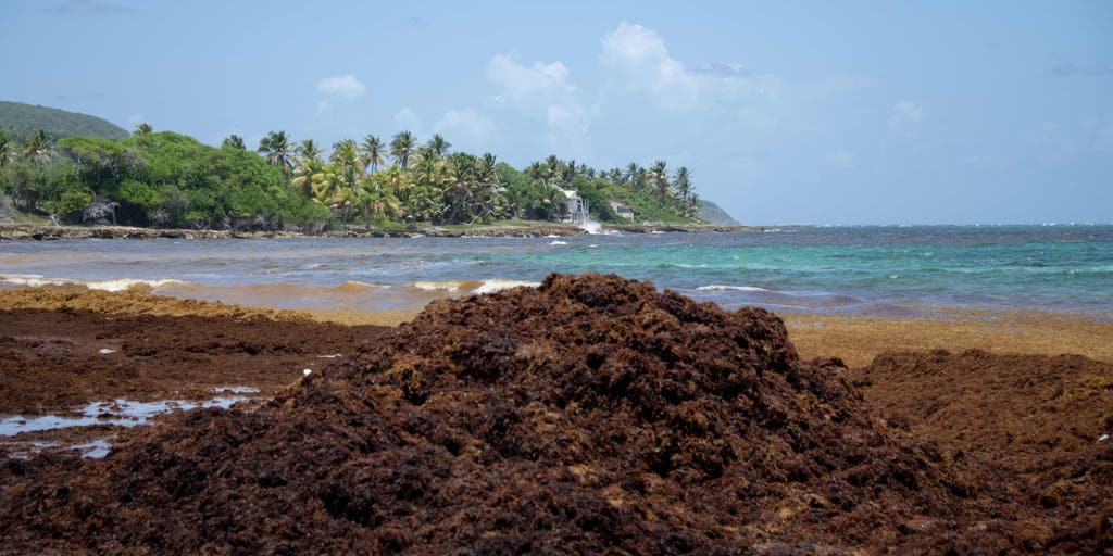 Record amounts of sargassum wash ashore along the coast, prompting concerns for beachgoers
