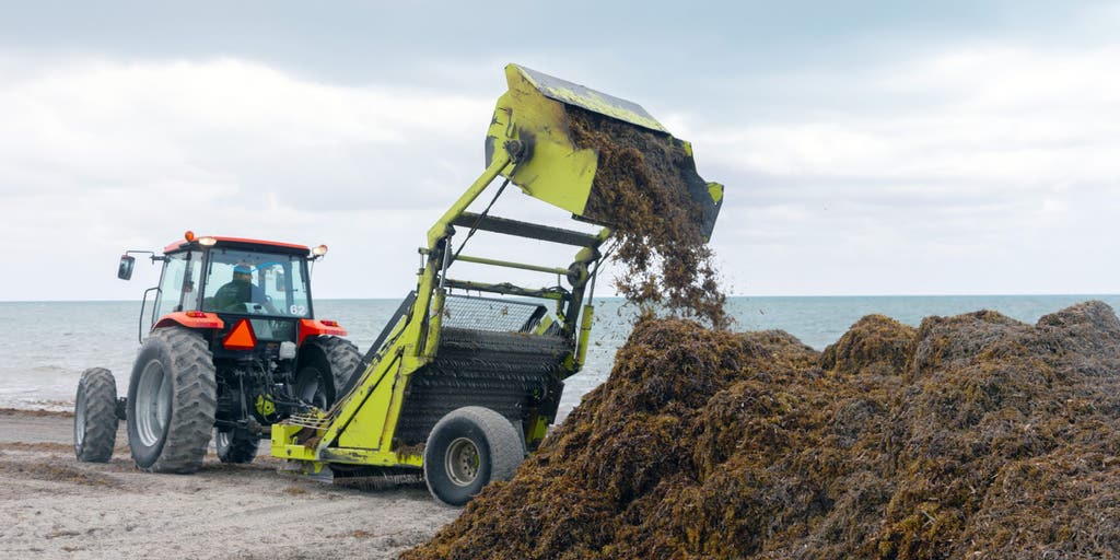 Miami beaches buried under record sargassum as experts race to find a solution