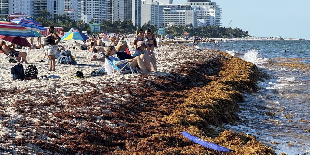 Record sargassum levels impacting Florida beaches during Spring Break