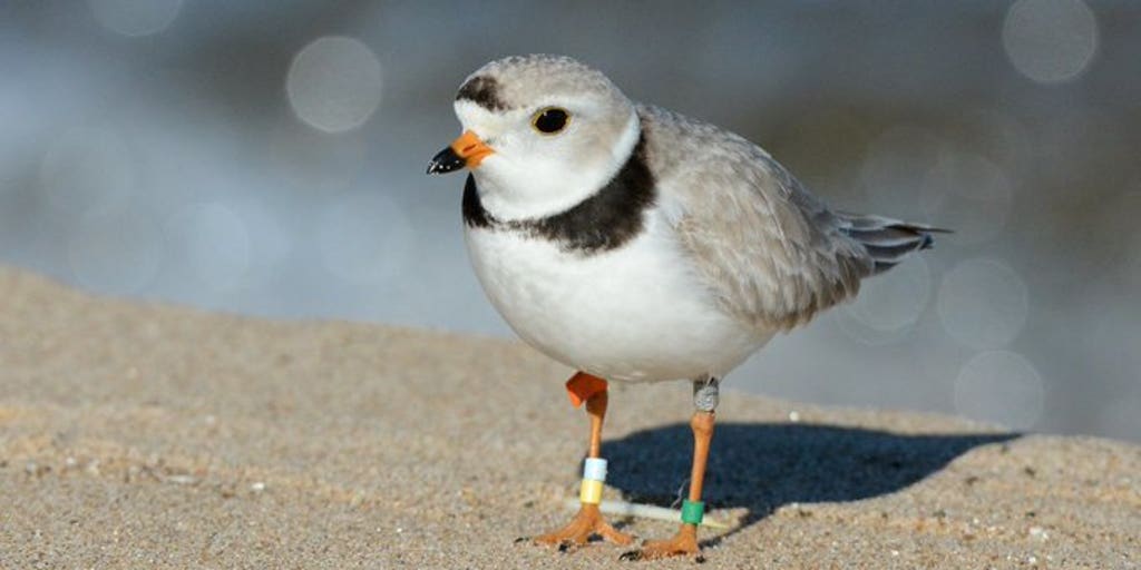 Tiny piping plover shorebird population makes comeback after decades of conservation efforts