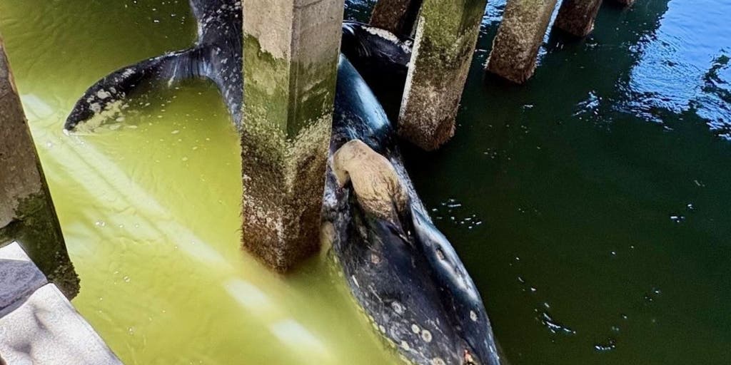 3 gray whales found dead on California shoreline in the course of a week