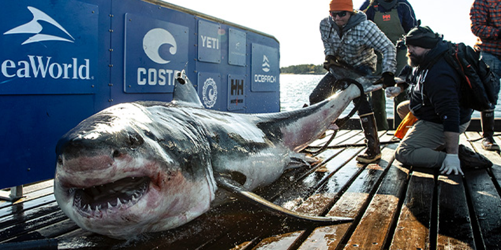 New research finds Gulf of America is the ideal habitat for great white sharks during the winter